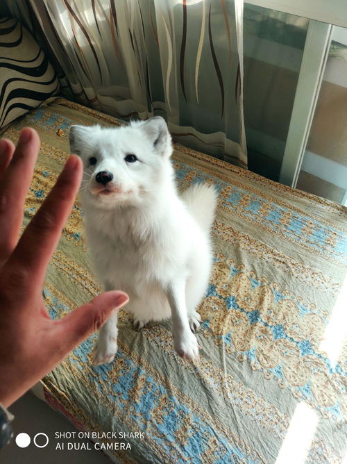 狐貍能被當(dāng)作寵物飼養(yǎng)嗎？一個(gè)復(fù)雜的選擇