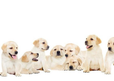 拉布拉多犬 家庭飼養(yǎng)的完美伴侶